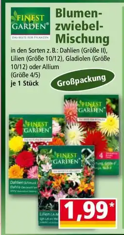 Norma Blumenzwiebel- Mischung Angebot