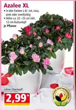 Norma Azalee XL Angebot