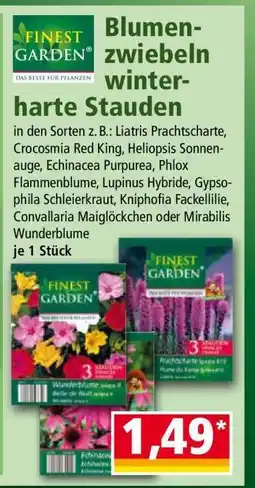 Norma Blumenzwiebeln winterharte Stauden Angebot