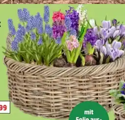 Thomas Philipps Blumenzwiebeln Mix Angebot