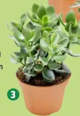 Thomas Philipps Pflanzen Crassula Angebot