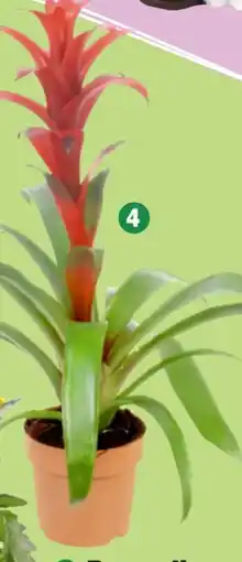 Thomas Philipps Bromelien Angebot