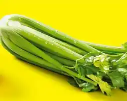 Lidl Staudensellerie Angebot