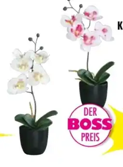 Möbel Boss Orchidee mit Kunststofftopf Angebot