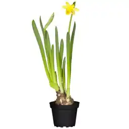 toom Baumarkt Toom Narzisse Tête à Angebot