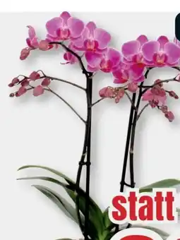 B1 Discount Baumarkt Orchideen Multiflora Angebot