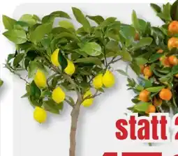 B1 Discount Baumarkt Zitruspflanzen-Stämmchen Angebot