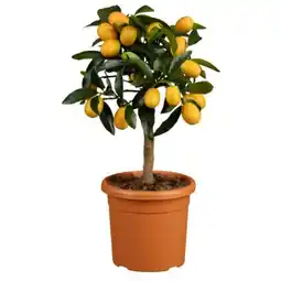 toom Baumarkt Zitrus-Ministamm Angebot