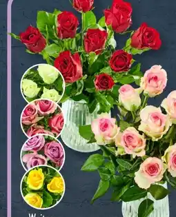 Aldi Süd Strauß Rosen Premium Angebot