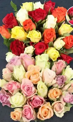 Aldi Süd Rosen Rainbow Angebot