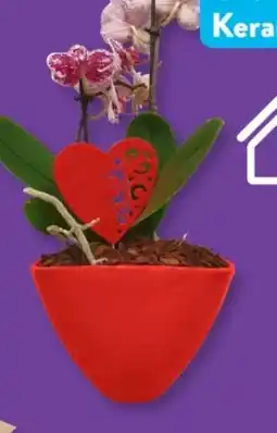 Aldi Süd Orchidee Angebot