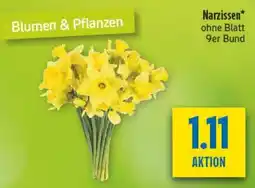 diska Narzissen Angebot