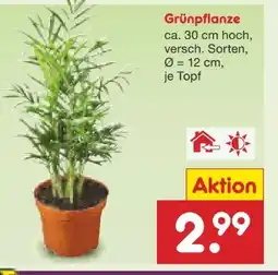 Netto Marken-Discount Grünpflanzen Angebot