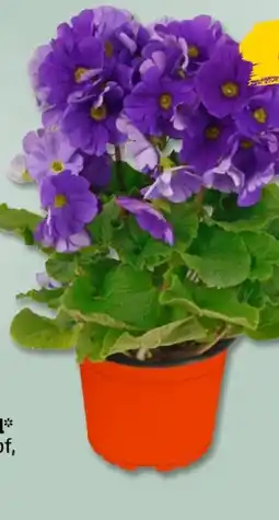 PENNY Becherprimeln Angebot