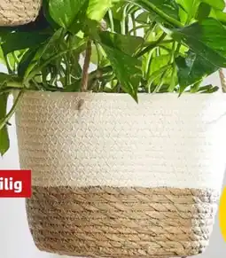 PENNY Pflanzen Korb Angebot