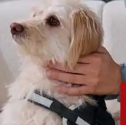 Lidl zoofari Hundegeschirr Angebot