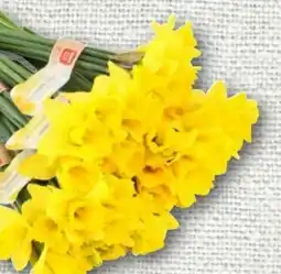 nahkauf Rewe Beste Wahl Feld-Narzissen Angebot