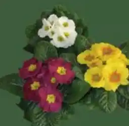 E-Center Primeln Angebot