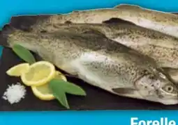 E-Center Forellen Angebot