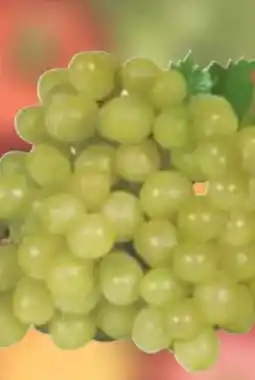 E-Center Gut & Günstig Tafeltrauben Angebot