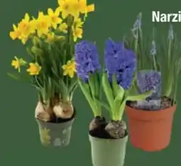 E-Center Narzissen Tête à Tête Angebot