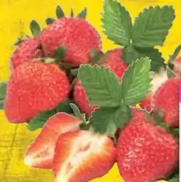 E-Center Erdbeeren Angebot