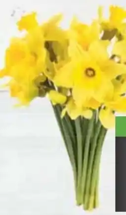 E-Center Englische Narzissen Angebot