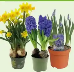 Edeka Narzissen Tête à Tête Angebot