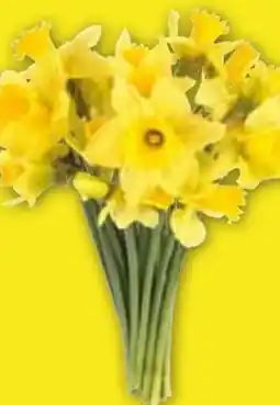 Edeka Englische Narzissen Angebot
