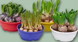 REWE Center Blumenzwiebeln Mix Angebot