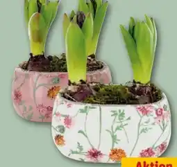 REWE Center Hyazinthen Early Springtime Angebot