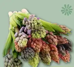 REWE Center Hyazinthen-Trio Angebot