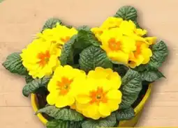 REWE Center Primeln Angebot