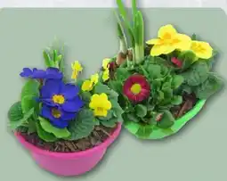 REWE Center Frühlingsschale Angebot