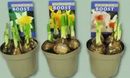 REWE Center Narzisse Angebot