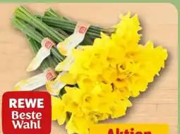 REWE Center Rewe Beste Wahl Feld-Narzissen Angebot