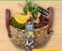 REWE Center Blütenoffensive Angebot