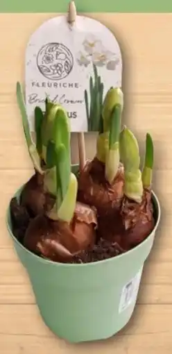 REWE Center Blumenzwiebeln Angebot