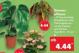 Kaufland Zimmer- pflanze Angebot