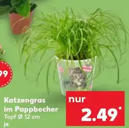 Kaufland Katzengras im Pappbecher Topf Angebot