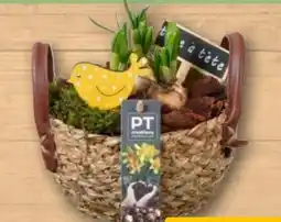 REWE Blütenoffensive Angebot