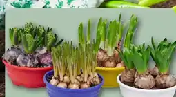 REWE Blumenzwiebelmix in Schale Angebot