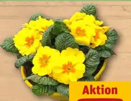 REWE Primeln Angebot