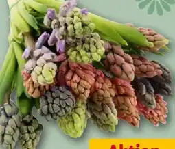 REWE Hyazinthen-Trio Angebot