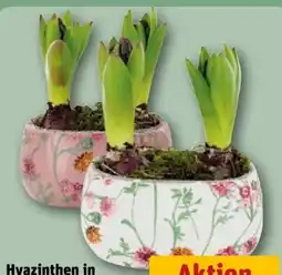 REWE Hyazinthen Early Springtime Angebot