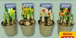 REWE Narzissen Angebot