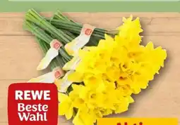 REWE Rewe Beste Wahl Feld-Narzissen Angebot