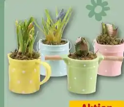 REWE Blumenzwiebeln Mix Angebot