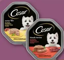 REWE Cesar Hundenahrung Angebot
