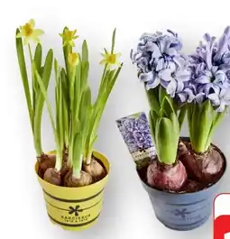 Edeka Blumenzwiebeln Angebot